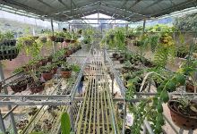 Vườn Lan Bách Trần景点图片