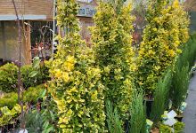 Toskana Garten购物图片