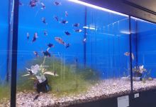 Hobby Pet Center购物图片