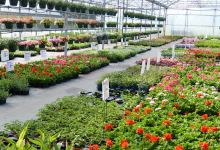 EARL CHAFFARD HORTICULTURE - Chaffard Laurent购物图片
