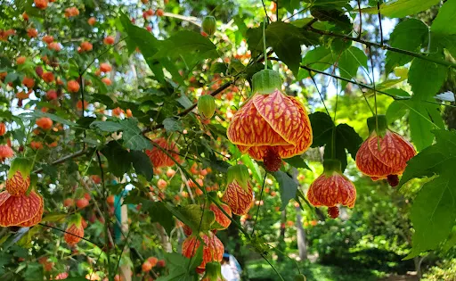 Jensen Botanical Garden