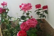 Agrojardin la Mancha S.L.购物图片