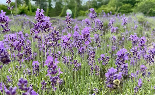 Cape Cod Lavender Farm