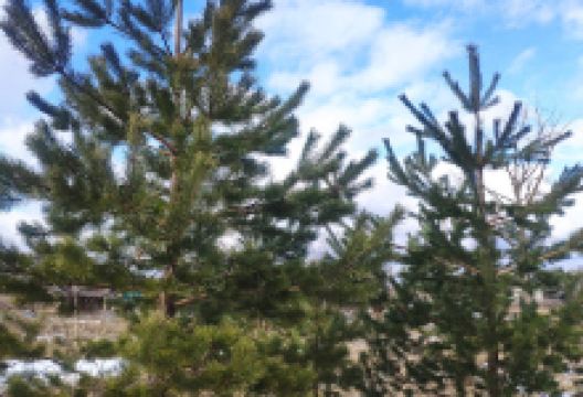 Yurkin Les景点图片