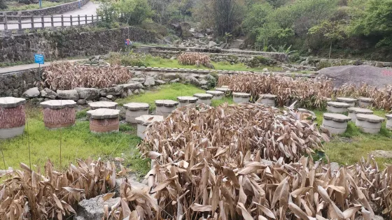 蓮花池
