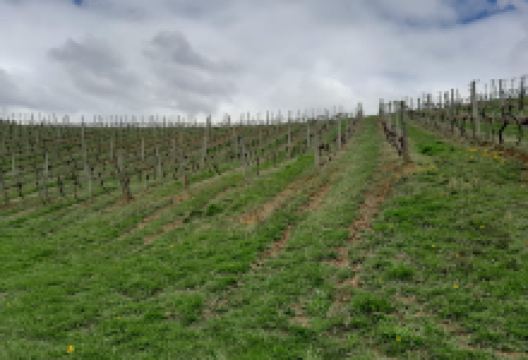 Viñedo Gorka Izaguirre - Complejo Azurmendi景点图片