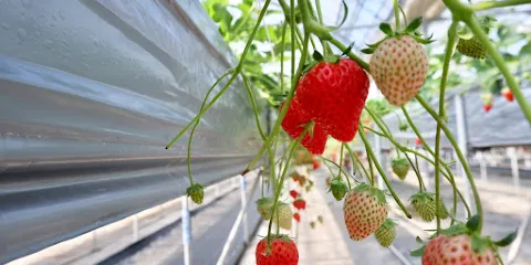 あかつきファーム今在家