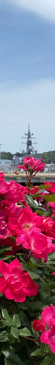 Verny Park-横须贺市