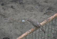 Kulik Bird & Wildlife Sanctuary景点图片