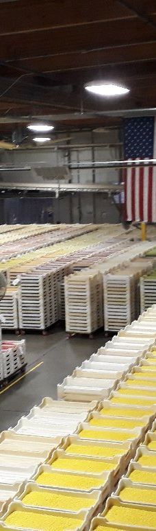 Jelly Belly Factory Tour-费尔菲尔德