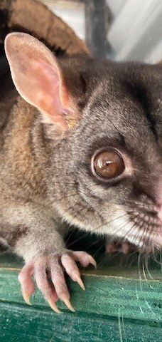 Bunbury Wildlife Park-South Bunbury