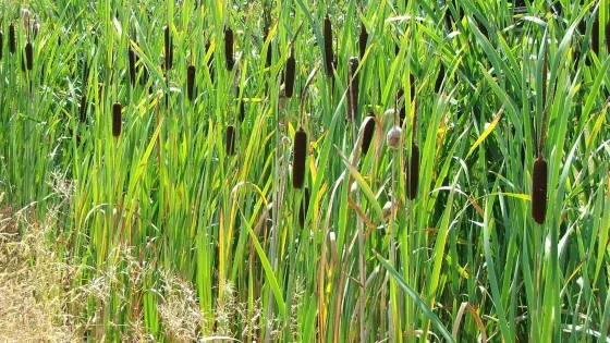 Cattail Creations