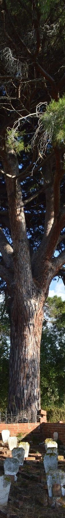 Fondazione Famiglia Piccolo-卡普多兰多