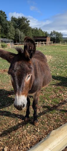 Jama - Grotta Baredine-Gedici
