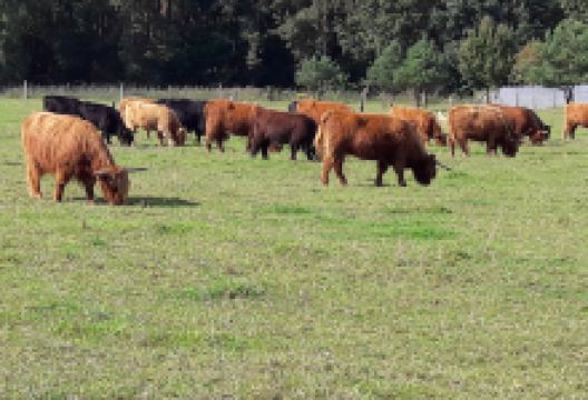 Garten der Vielfalt/Gedenkgarten景点图片
