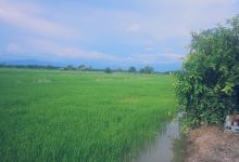 D'Laman Adam Garden@telukintan,perak.景点图片