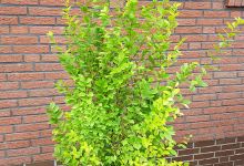 Plantenwelt Wiesmoor购物图片