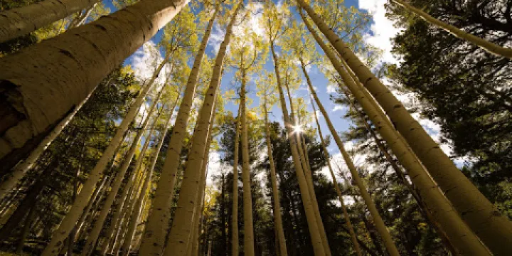 Abineau & Bear Jaw Loop Trail