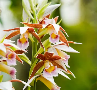 Orchid Display House