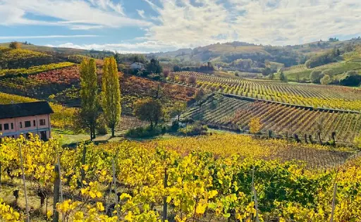 Rinaldi Vini