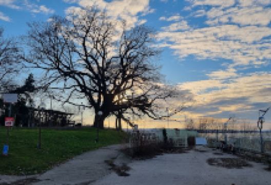Old oak tree景点图片
