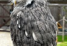 Hawkeye Falconry景点图片