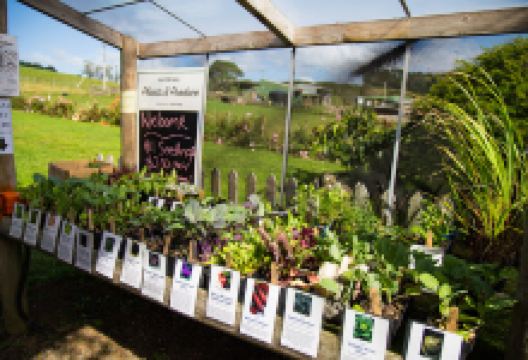 Purangi Plants and Produce购物图片