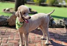 PRIVATE Cahaba Beach Dog Park购物图片