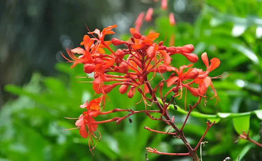 Kapapala Forest Reserve