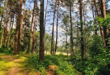 Viršuliškės Forest Park景点图片