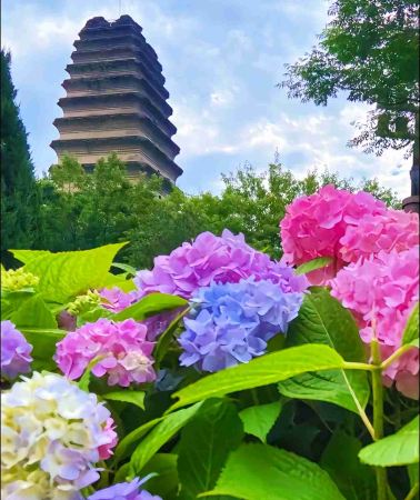 4D3N•Xi'an + Emperor Qinshihuang's Mausoleum Site Museum + Xi'an City Wall