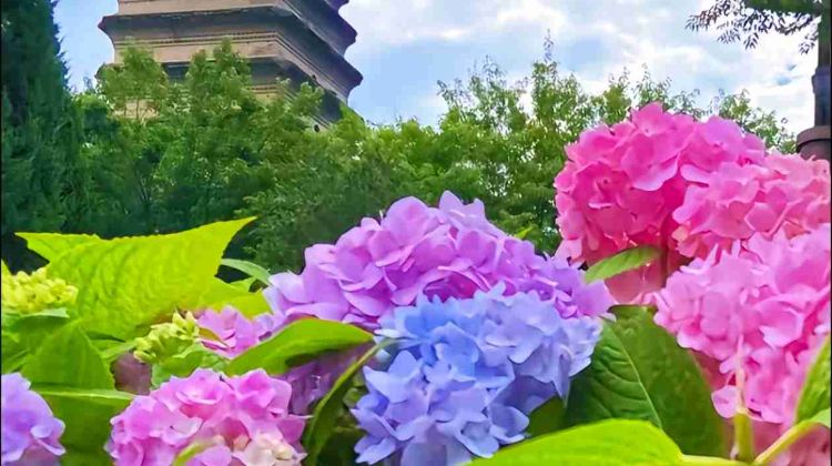 4-Day Highlights Food & Culture Private Tour from Xi’an: Terracotta Army, Xi'an City Wall and Big Wild Goose Pagoda丨Free Time Included·  