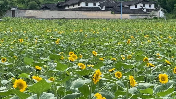 陽山古鎮