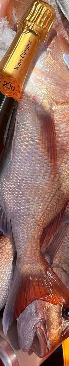 豪拉基湾-奥克兰