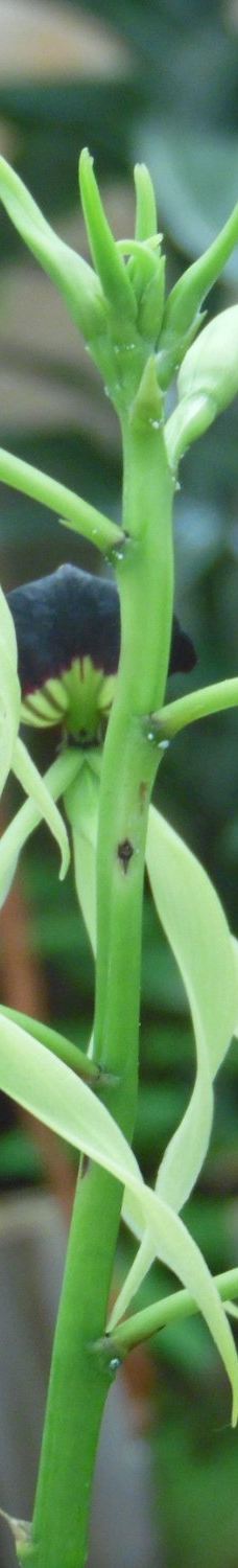 Orquidario de Morelia-莫雷利亚
