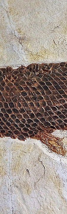 Musee des Dinosaures 'Dinosauria'-埃斯佩拉扎