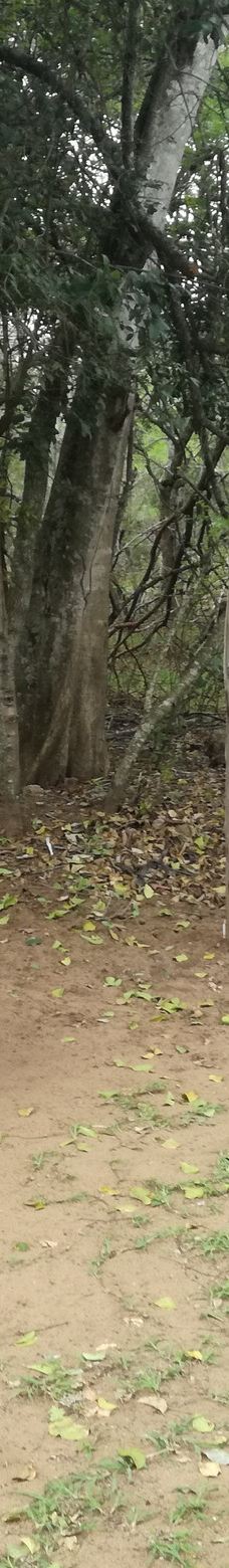 Bonamanzi Game Reserve-赫卢赫卢韦