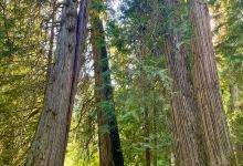 Ross Creek Cedar Grove Scenic Area景点图片