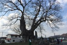 Large Zelkova of Higashine景点图片