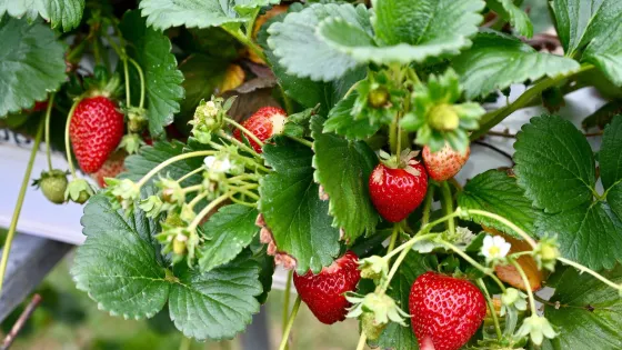 Beechworth Berries