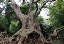 Il Gigante di Curinga景点图片