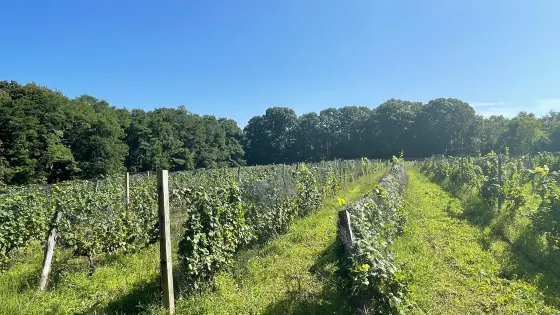 Diamond Hill Vineyards