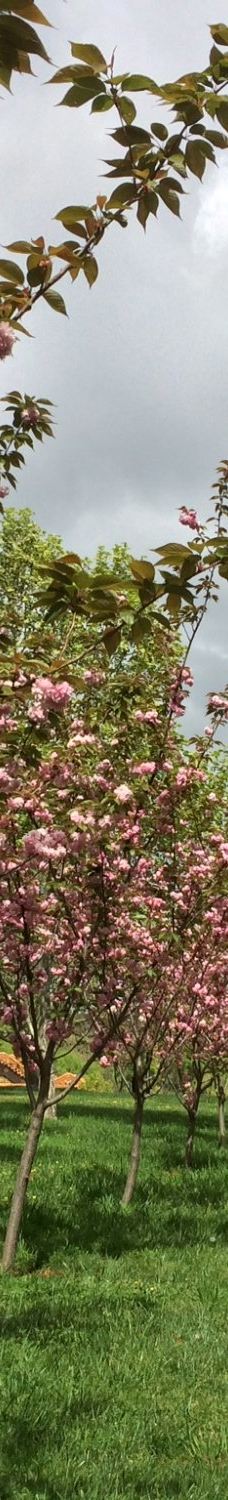 Lennox Gardens-亚拉伦拉