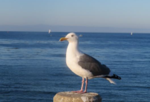 San Carlos Beach景点图片