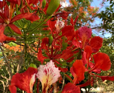City Park