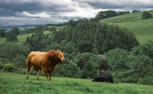 Hesketh Farm Park