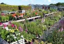 Katie's Garden购物图片