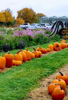 Davis Family Farm-本顿县