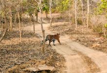 Kanha National park safari booking景点图片