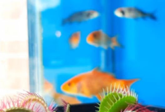 Acuario Rey Neptuno购物图片